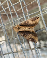 Ercheia
