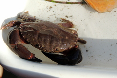 Cycloxanthops novemdentatus