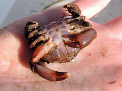Cycloxanthops novemdentatus