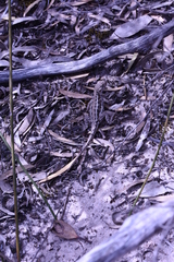 Ctenophorus spinodomus