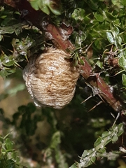 Tenodera australasiae