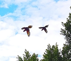 Trichoglossus moluccanus moluccanus