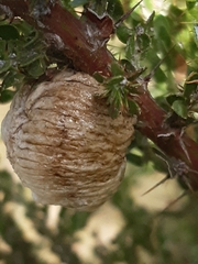 Tenodera australasiae