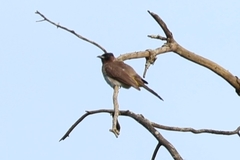 Pycnonotus barbatus layardi