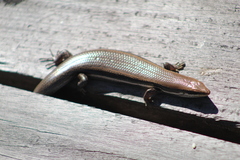 Marisora syntoma