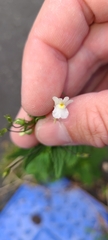 Nemesia floribunda