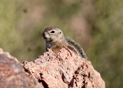Ammospermophilus harrisii
