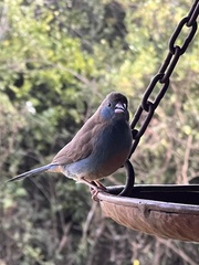 Uraeginthus bengalus