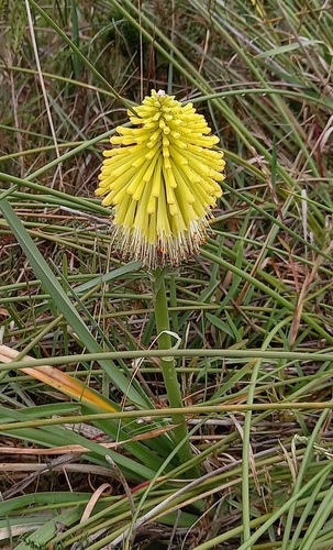 Lemon Poker (Kniphofia citrina)