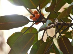 Ficus destruens