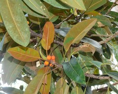 Ficus destruens