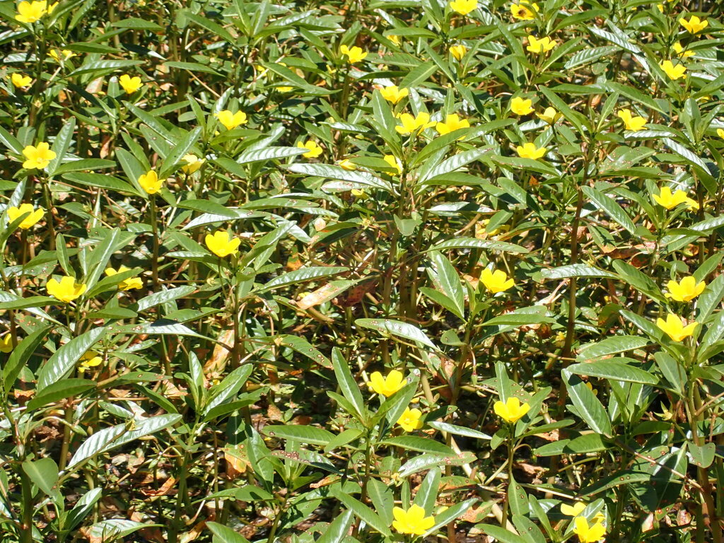 floating-primrose-willow-from-wiri-auckland-new-zealand-on-january-23