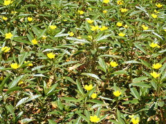 Ludwigia peploides
