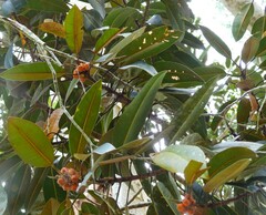 Ficus destruens