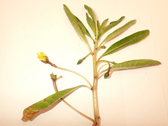 Ludwigia peploides