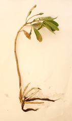 Ludwigia peploides