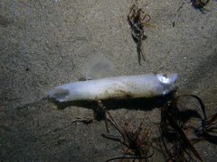 Doryteuthis opalescens