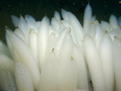 Doryteuthis opalescens
