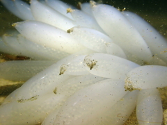 Doryteuthis opalescens