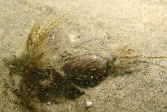 Eucheilota bakeri