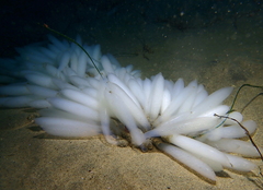 Doryteuthis opalescens