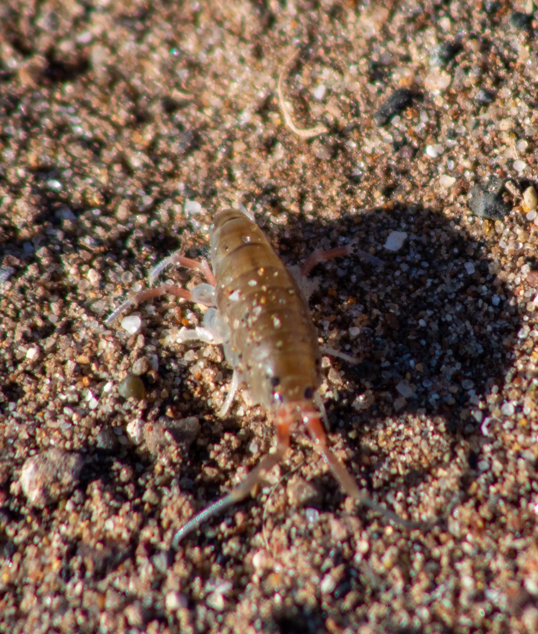 Amphipoda