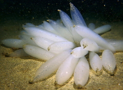 Doryteuthis opalescens