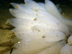 Doryteuthis opalescens