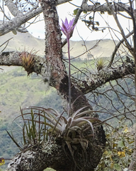 Tillandsia cacticola
