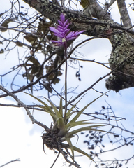 Tillandsia cacticola