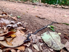 Serpentes