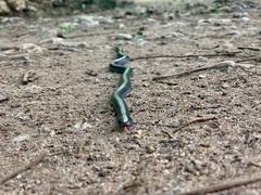 Serpentes