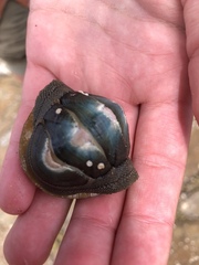 Ischnochiton australis