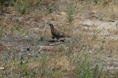 Phaps elegans