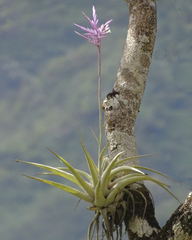 Tillandsia cacticola