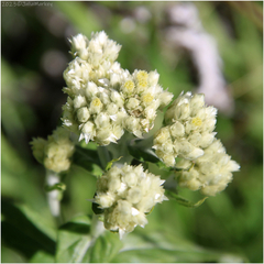 Pseudognaphalium