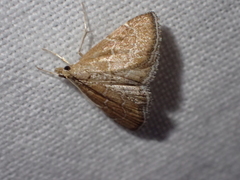 Stegea salutalis