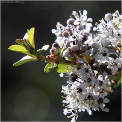 Ceanothus