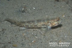 Istigobius hoesei