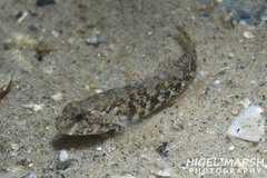 Bathygobius krefftii