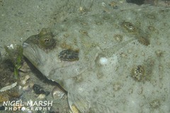 Pseudorhombus jenynsii