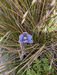 Thelymitra hatchii