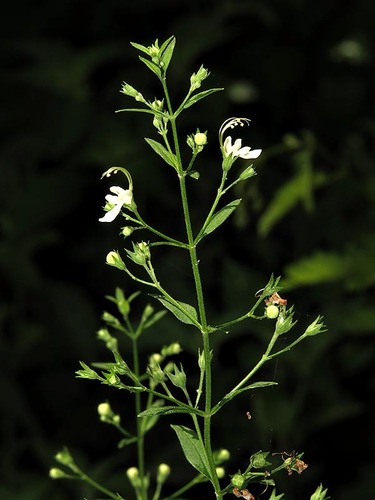 Teucrium kraussii image