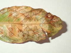 Septoria
