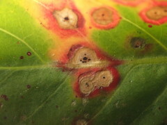 Septoria