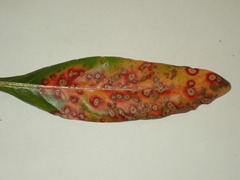 Septoria