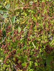 Gonocarpus micranthus micranthus