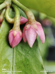 Ardisia