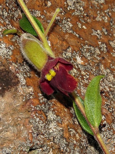 Tinnea galpinii image