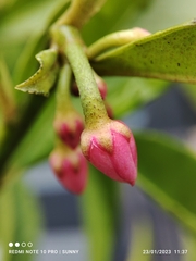 Ardisia